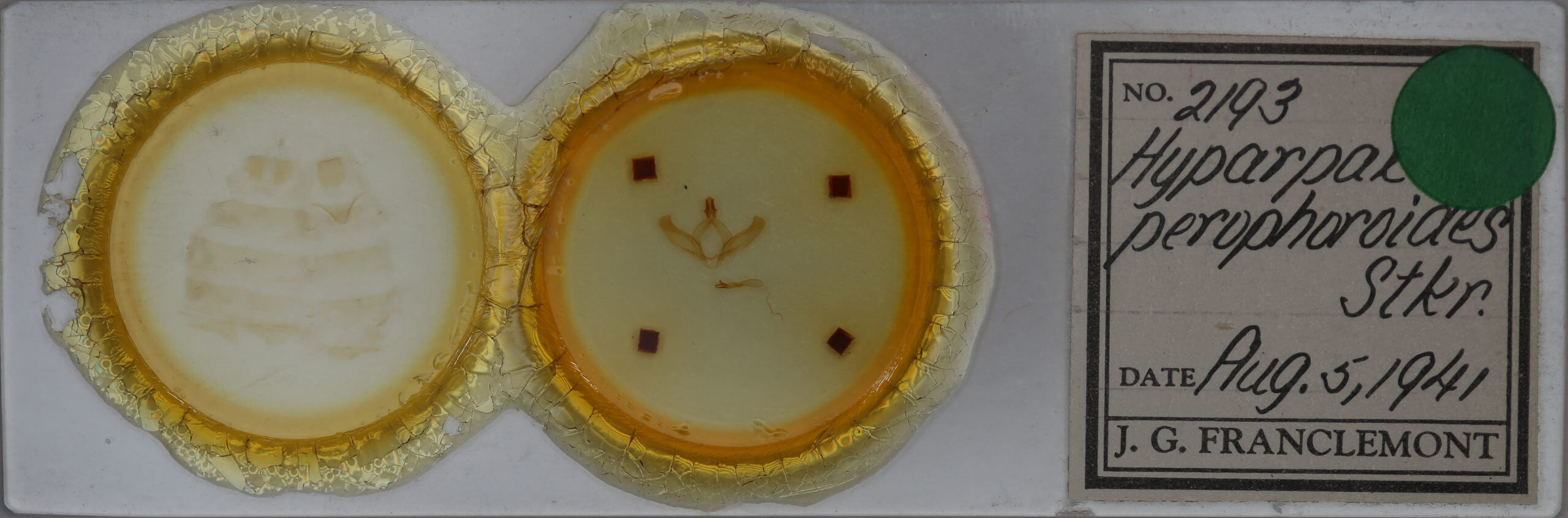 slide view of adult Hyparpax perophoroides