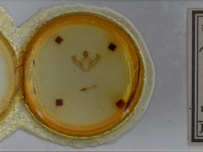 slide view of adult Hyparpax  venus