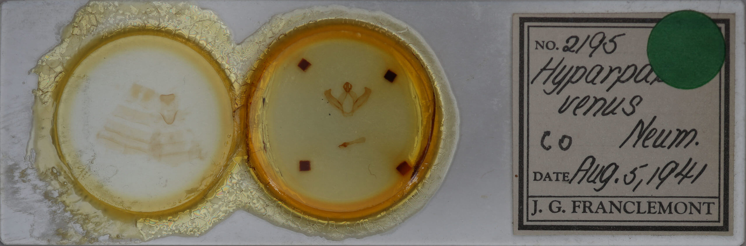 slide view of adult Hyparpax  venus