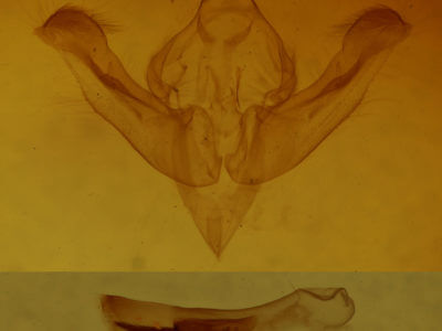 genitalia view of adult Hypocoena inquinata