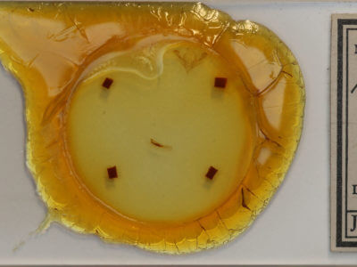 slide view of adult Hypocoena inquinata