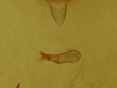 genitalia view of adult Hypsoropha hormos