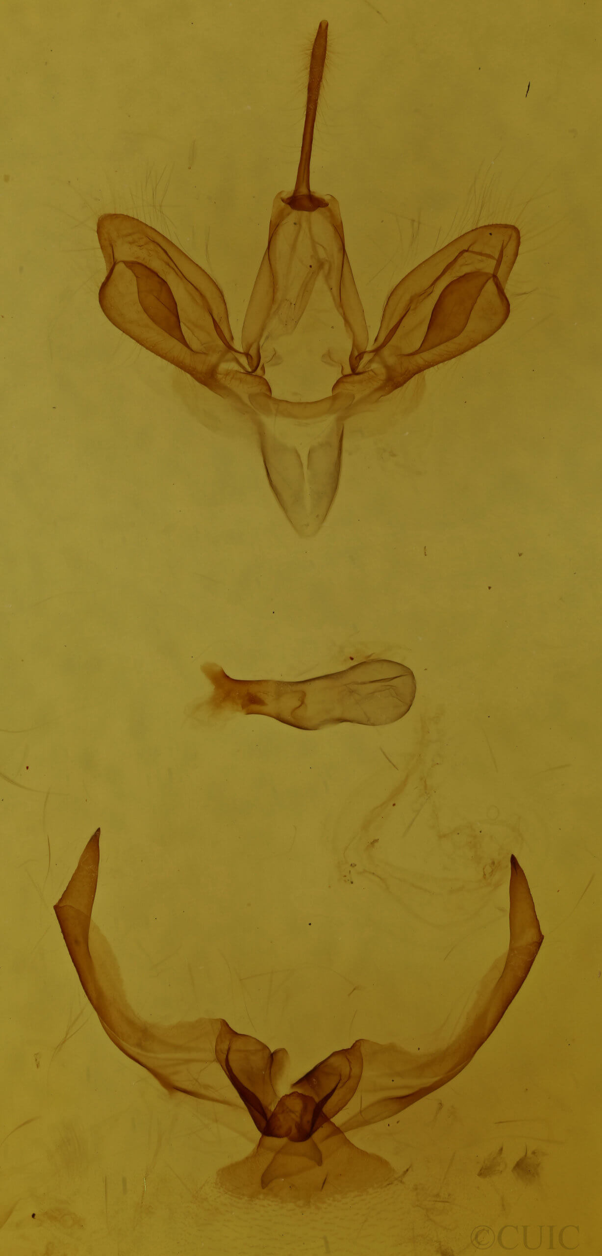 genitalia view of adult Hypsoropha hormos