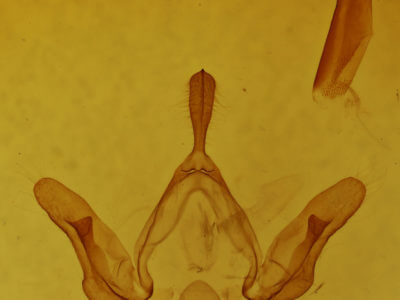 genitalia view of adult Hypsoropha monilis