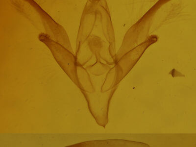 genitalia view of adult Idia denticulalis