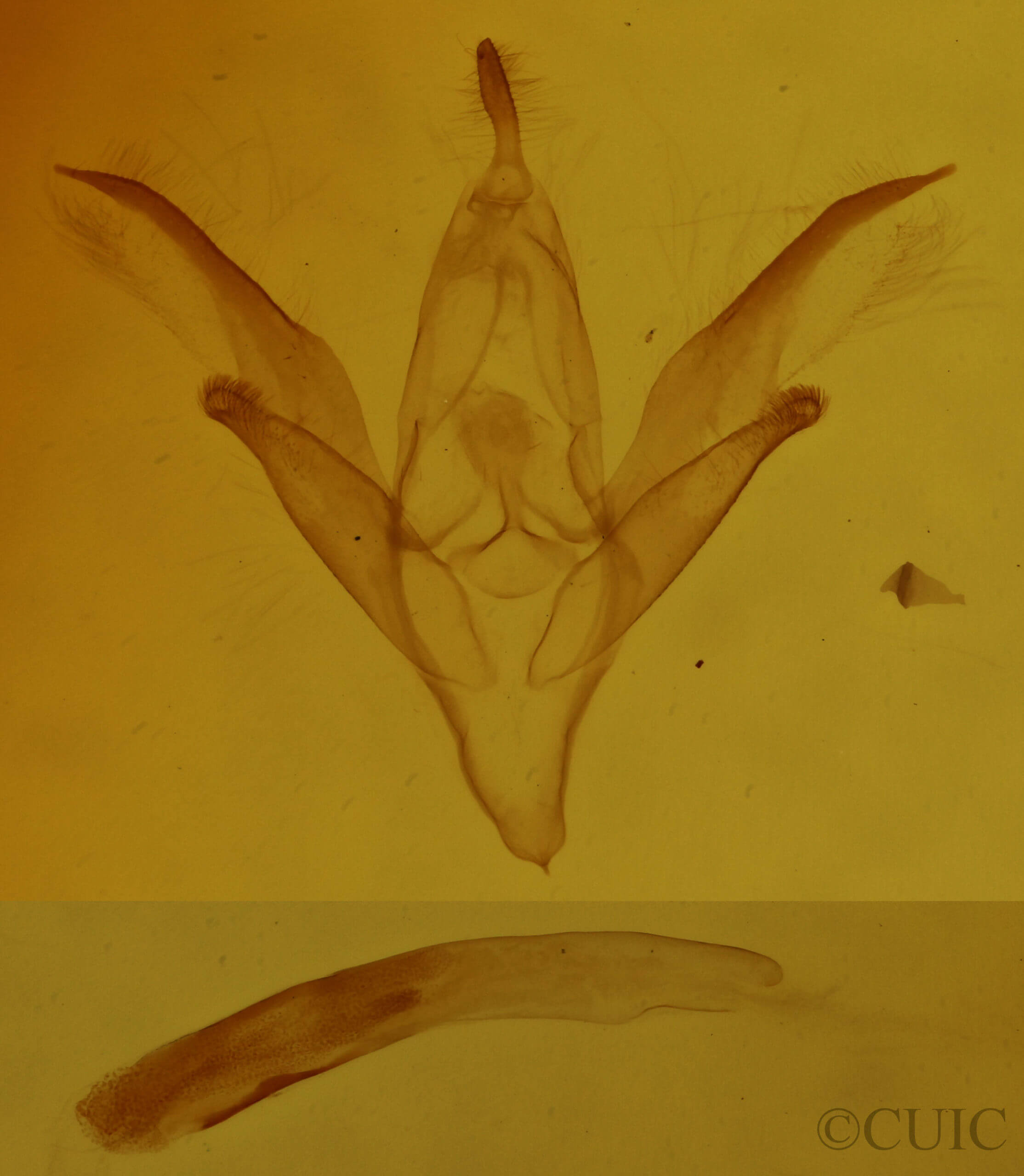 genitalia view of adult Idia denticulalis