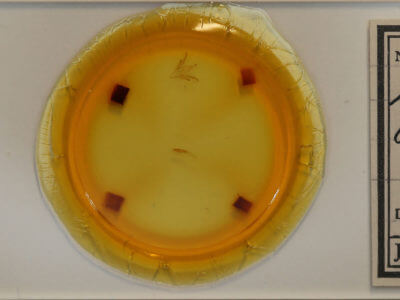 slide view of adult Idia denticulalis