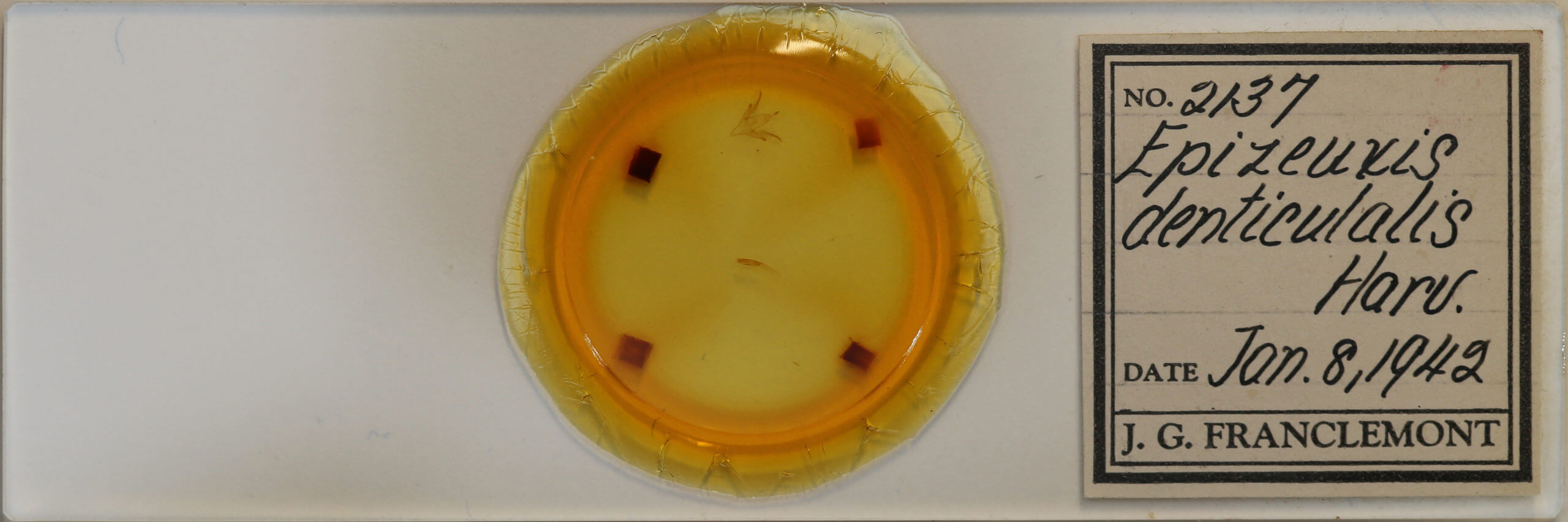slide view of adult Idia denticulalis