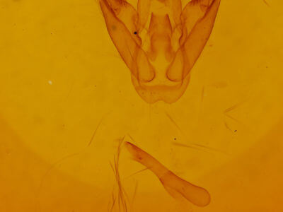 genitalia view of adult Isogona sp.