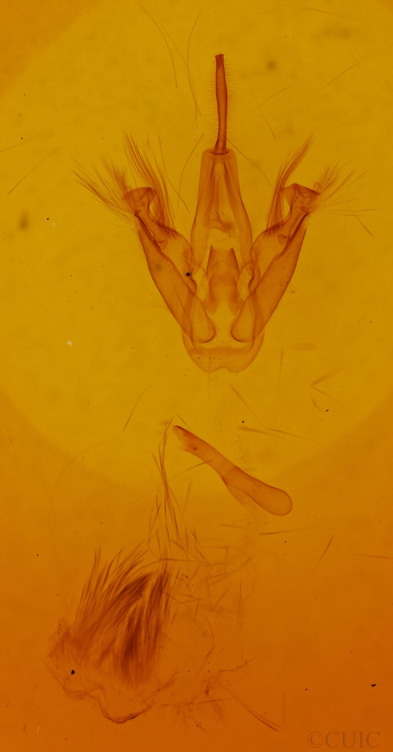 genitalia view of adult Isogona sp.