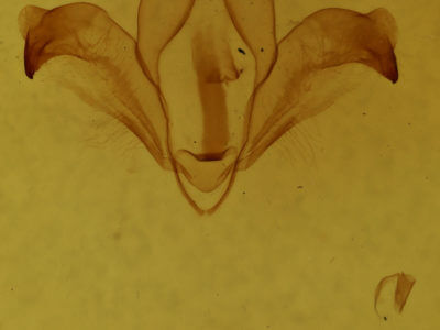 genitalia view of adult Kaseria