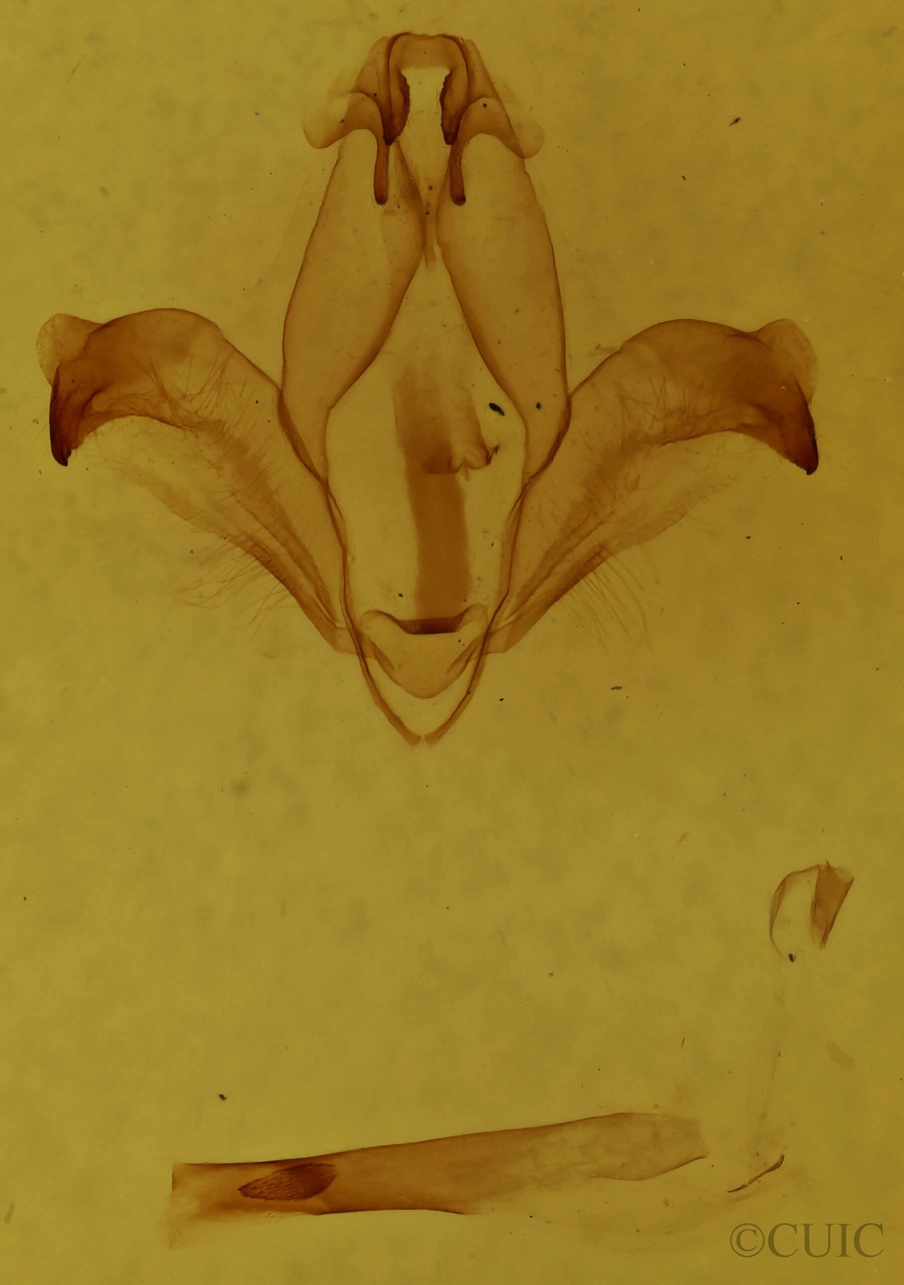 genitalia view of adult Kaseria