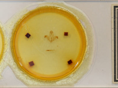 slide view of adult Kaseria