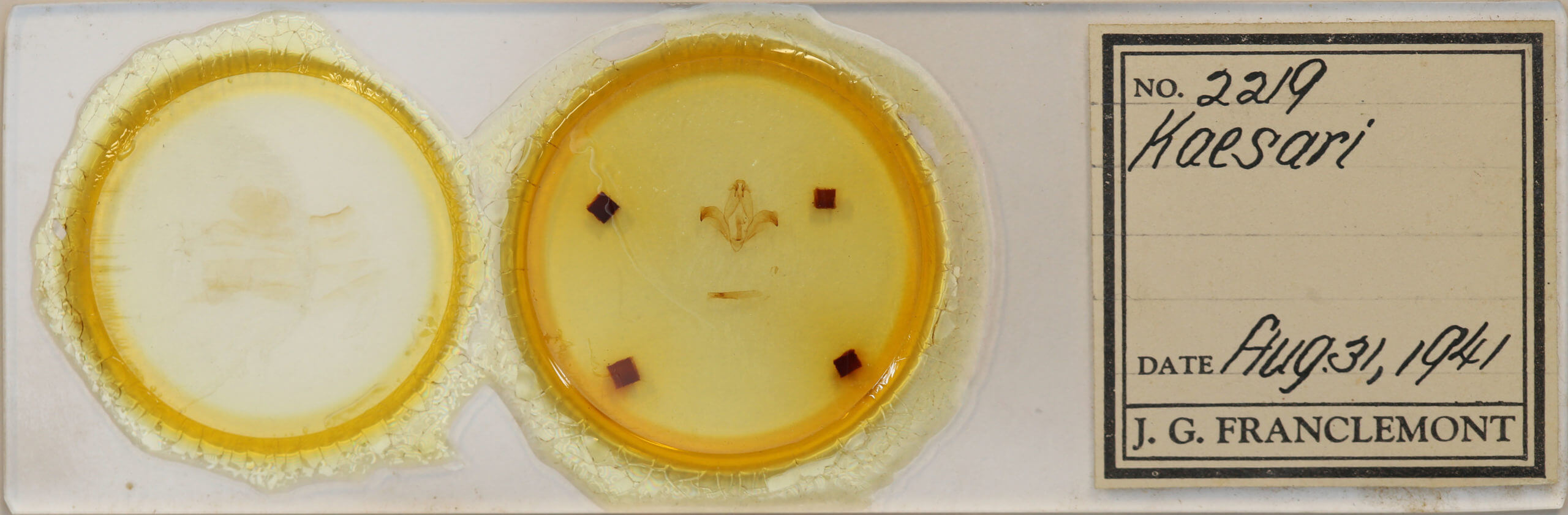 slide view of adult Kaseria