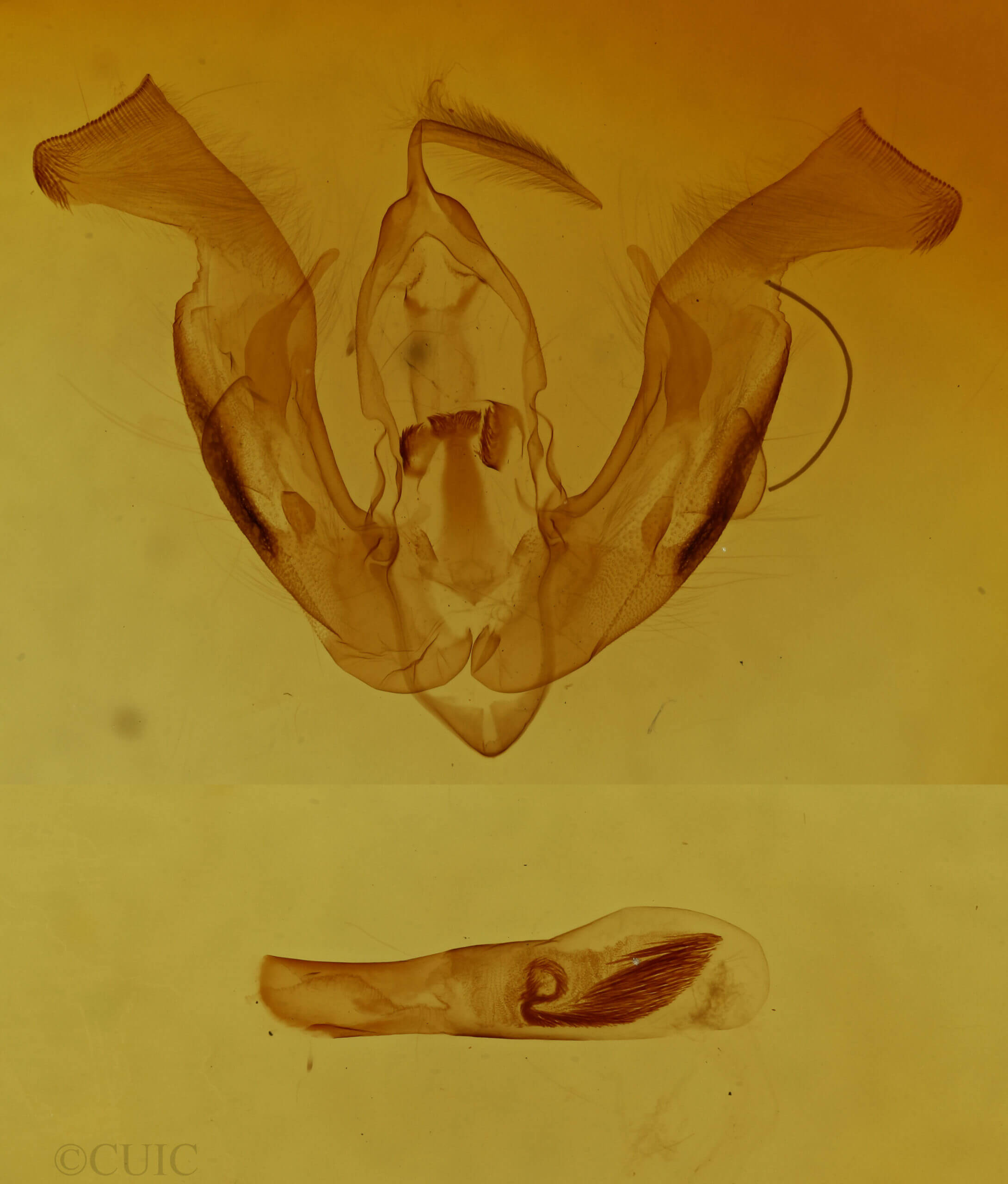 genitalia view of adult Lacinipolia erecta