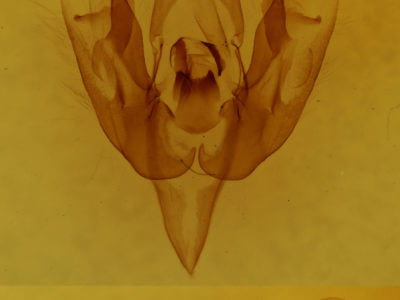 genitalia view of adult Lacinipolia lustralis