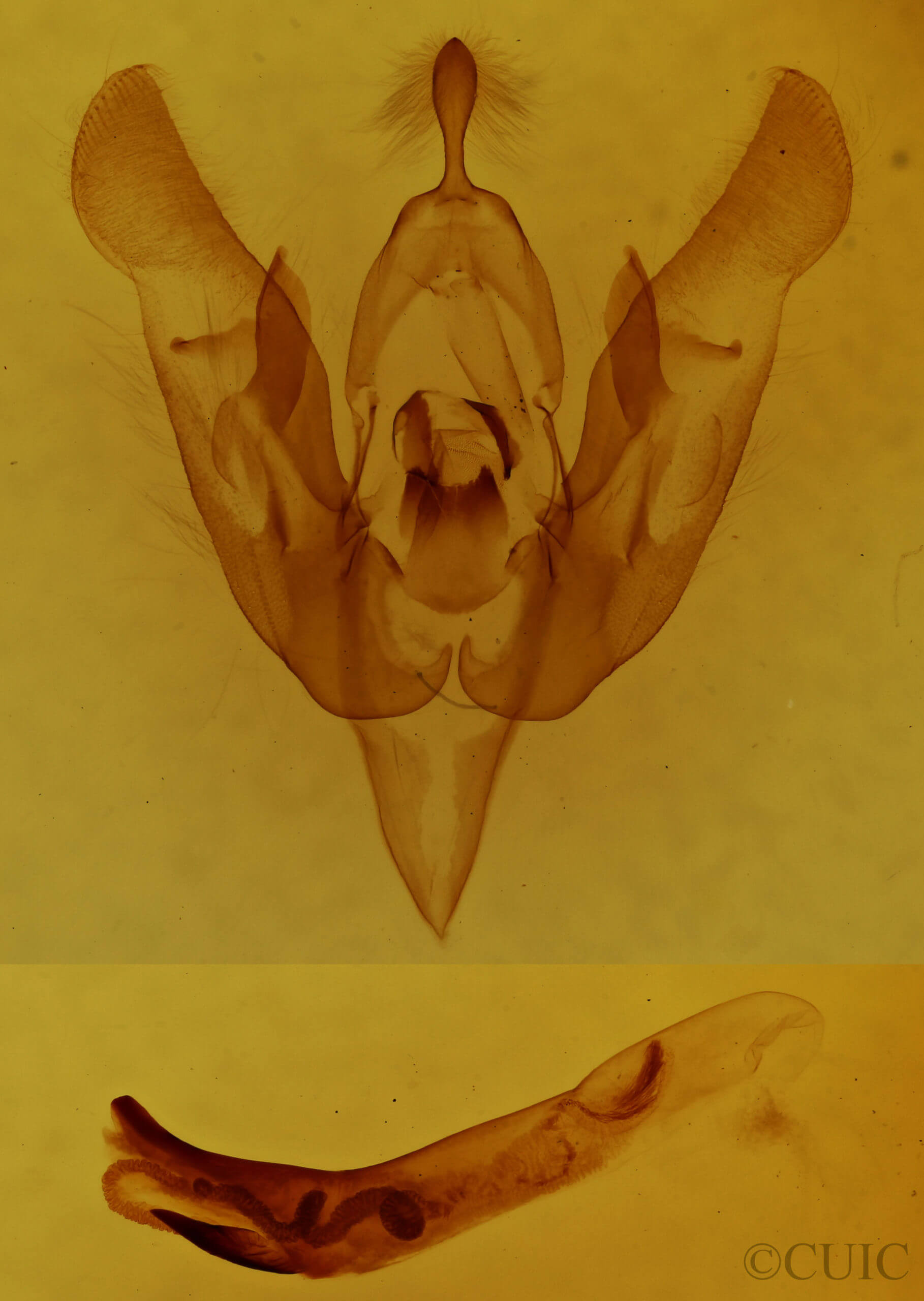 genitalia view of adult Lacinipolia lustralis