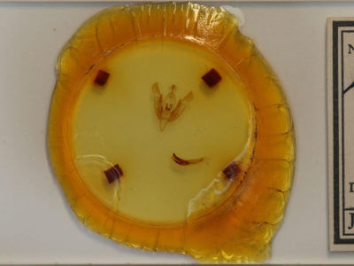 slide view of adult Lacinipolia lustralis