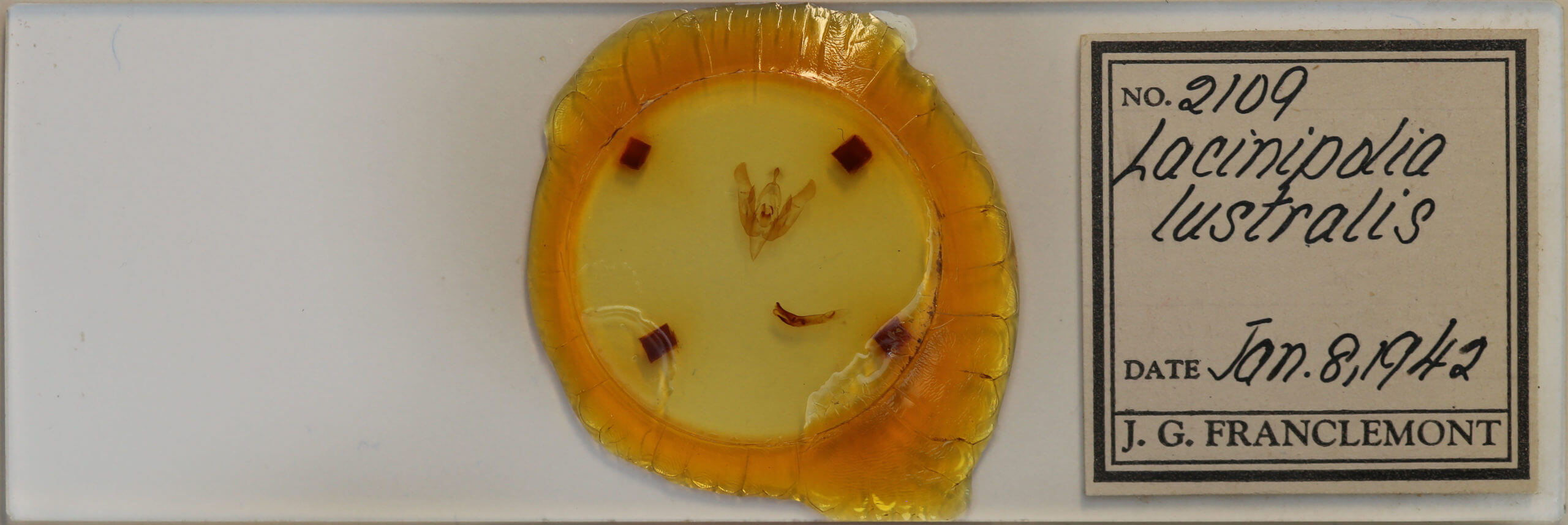 slide view of adult Lacinipolia lustralis