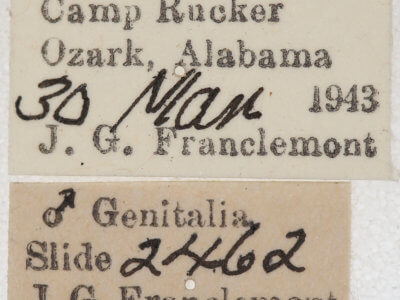 label view of adult Leptostales pannaria