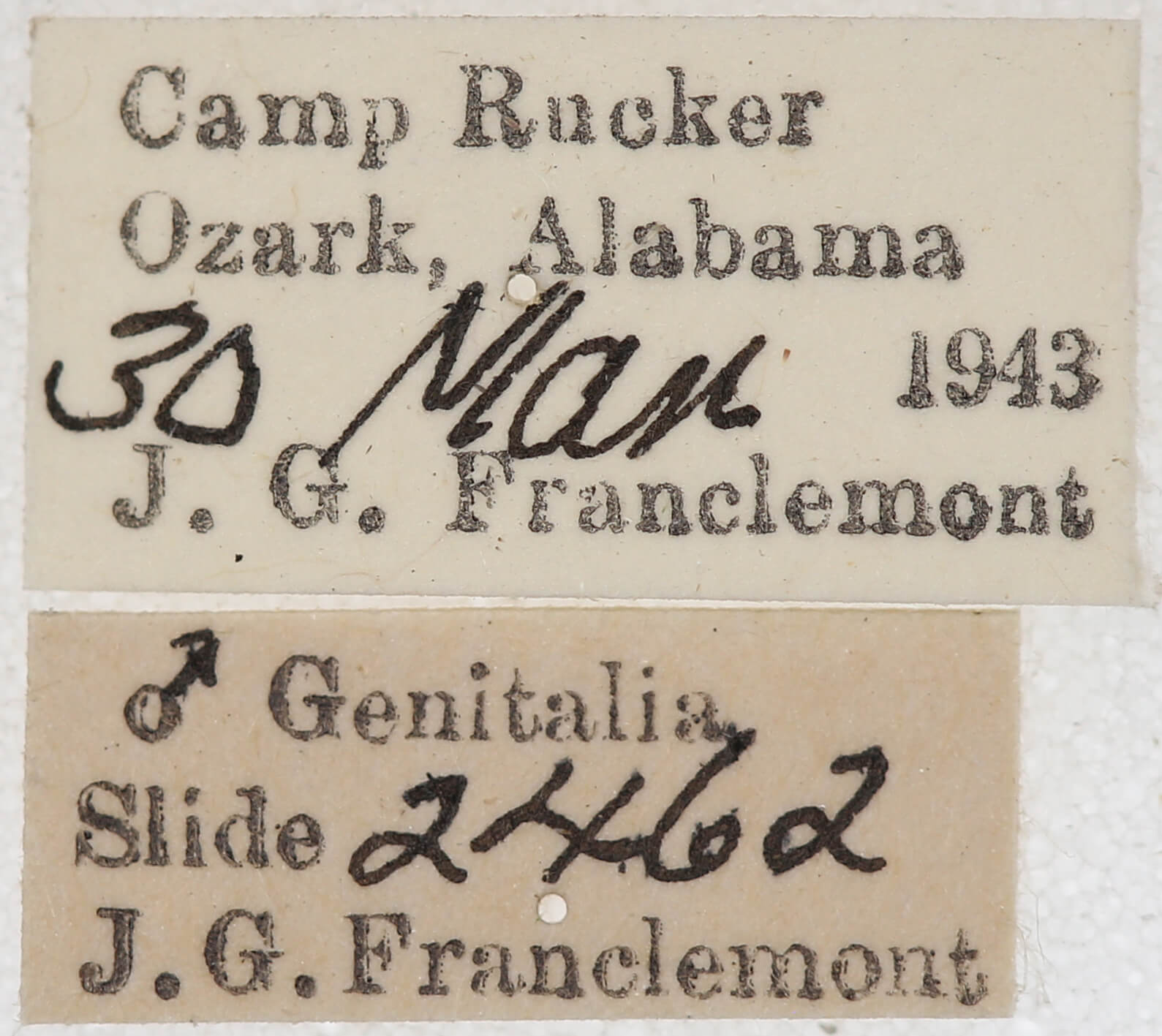 label view of adult Leptostales pannaria