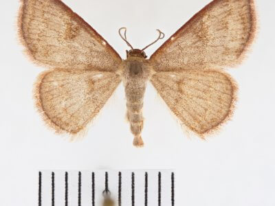 dorsal view of adult Leptostales pannaria