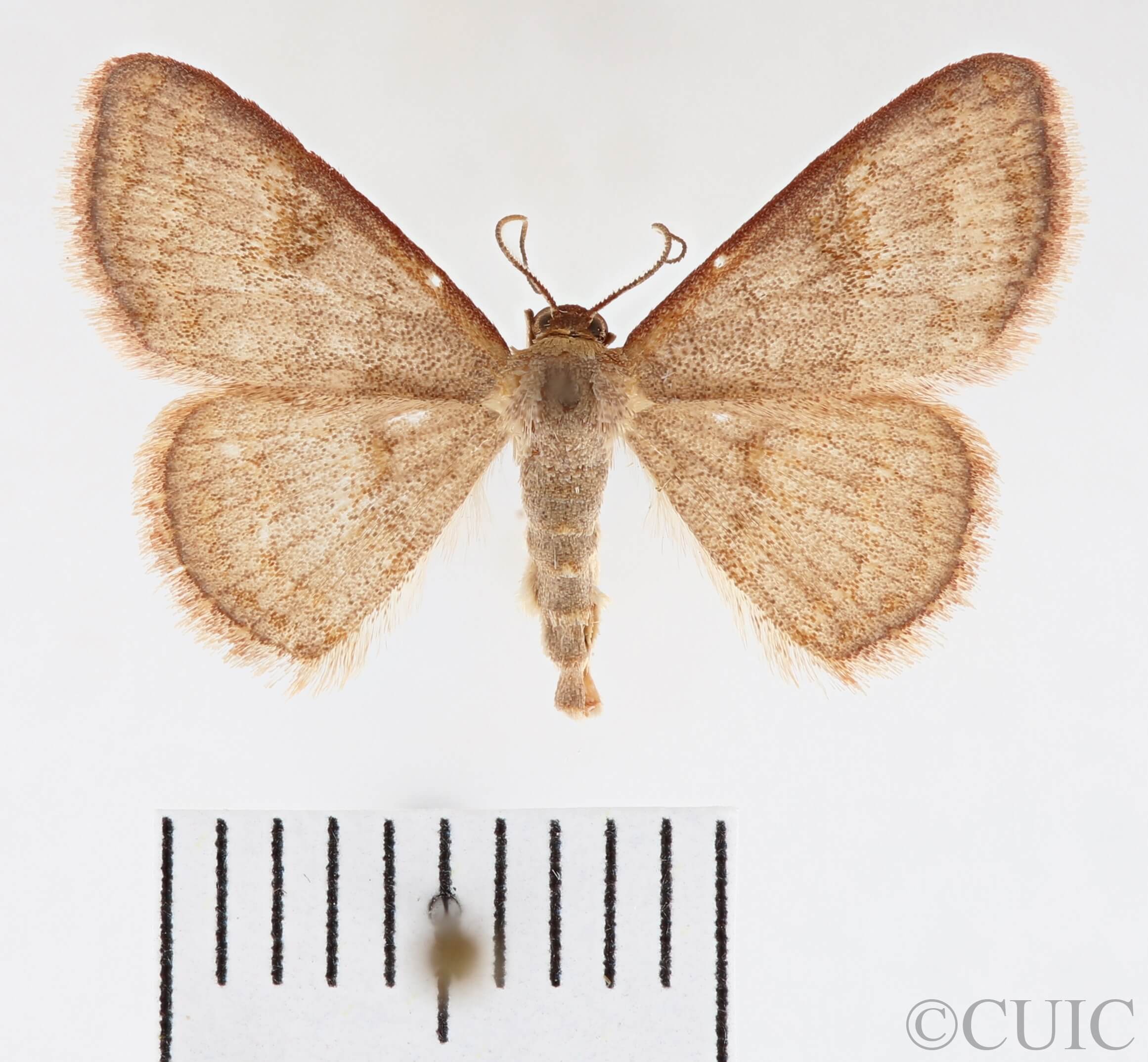 dorsal view of adult Leptostales pannaria