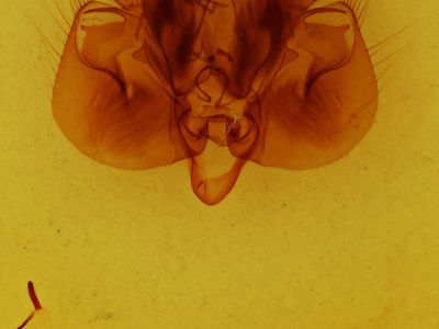 genitalia view of adult Leucania adjuta