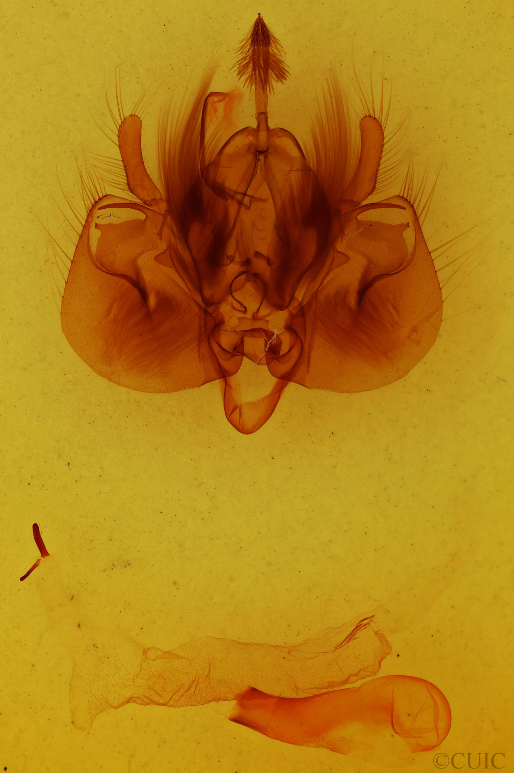 genitalia view of adult Leucania adjuta
