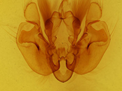 genitalia view of adult Leucania calidior