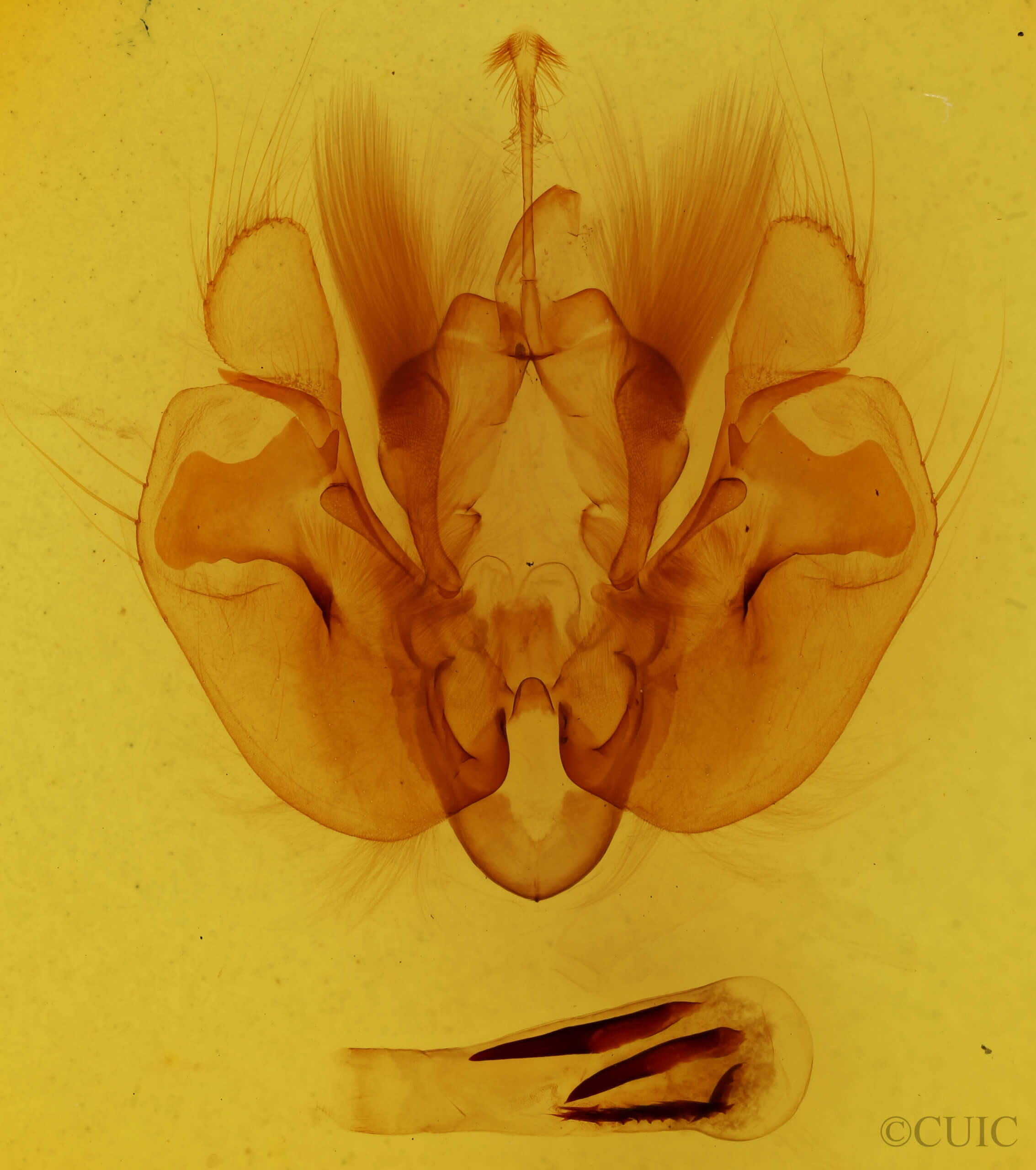 genitalia view of adult Leucania calidior
