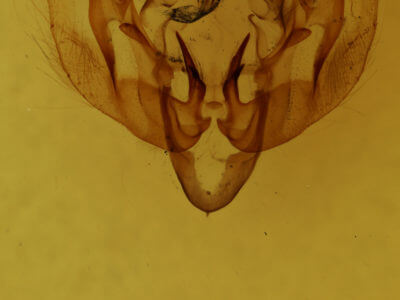 genitalia view of adult Leucania extincta