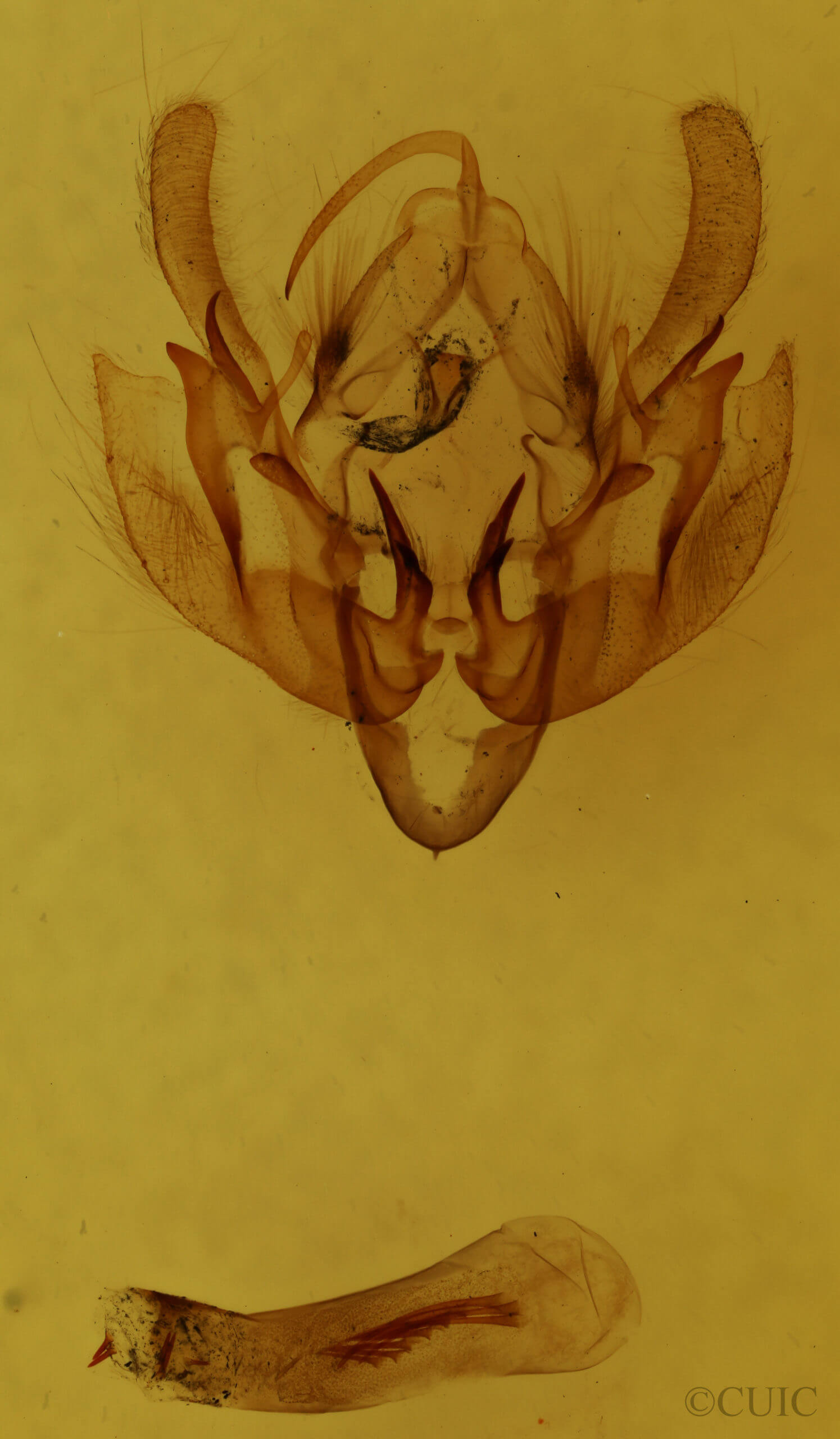 genitalia view of adult Leucania extincta