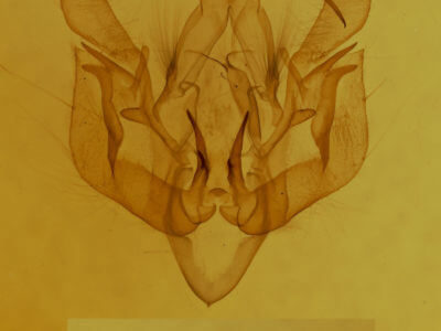 genitalia view of adult Leucania extincta