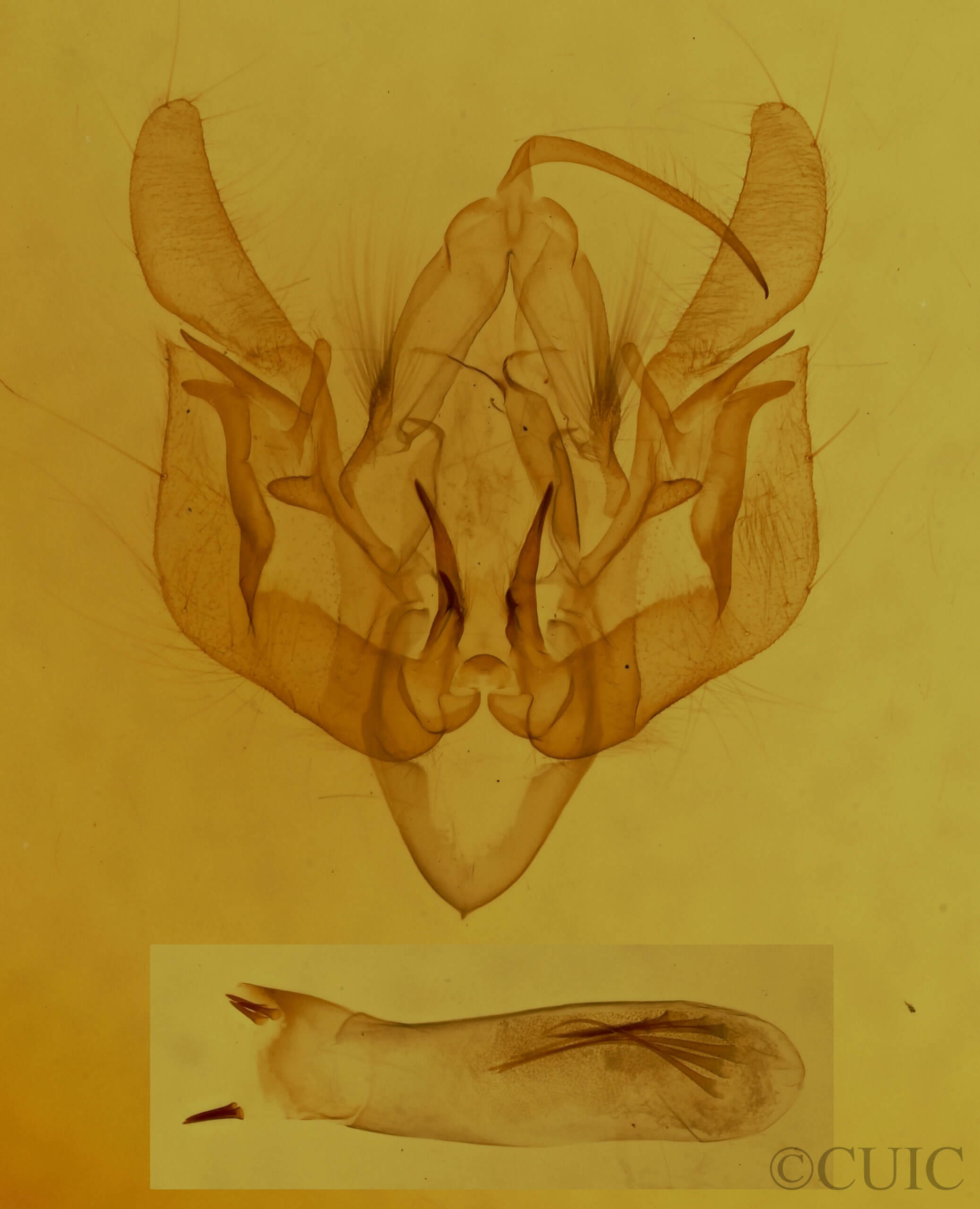 genitalia view of adult Leucania extincta