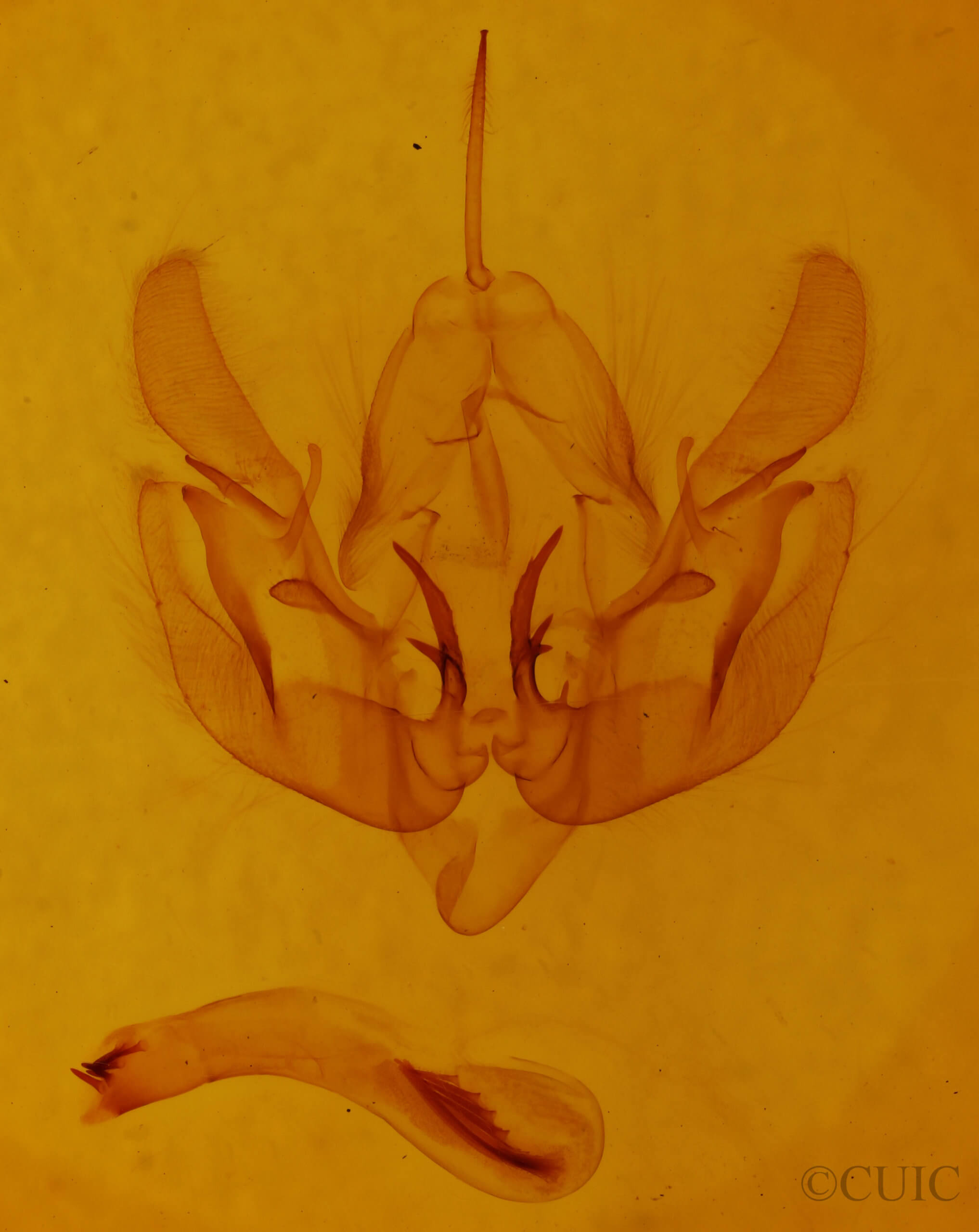 genitalia view of adult Leucania extincta