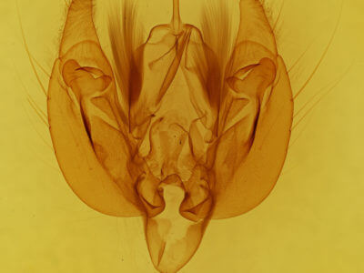 genitalia view of adult Leucania scirpicola
