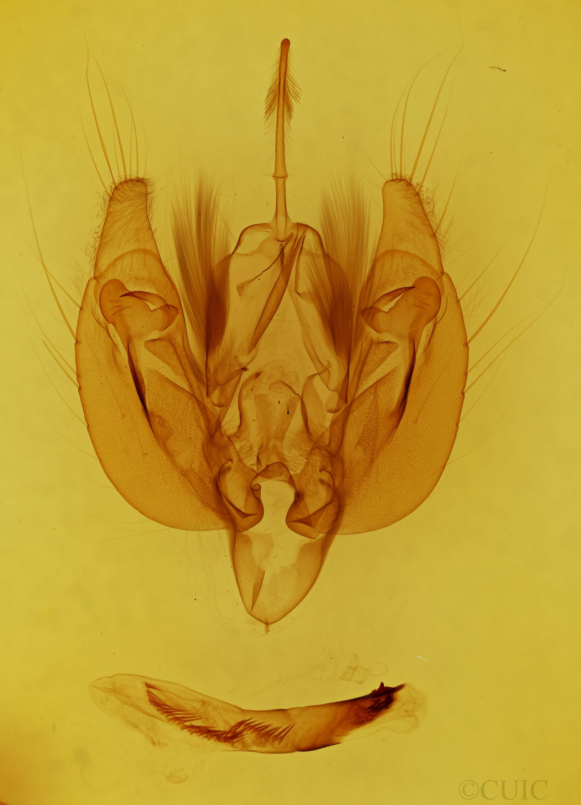 genitalia view of adult Leucania scirpicola