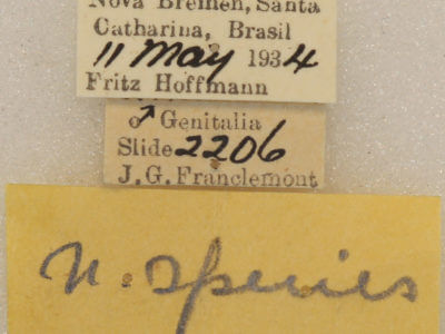 label view of adult Lichya
