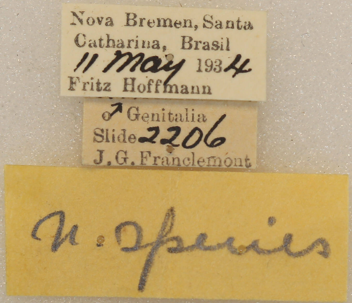 label view of adult Lichya