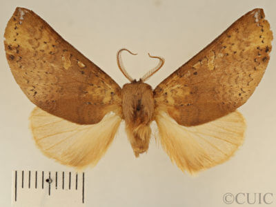 dorsal view of adult Lichya