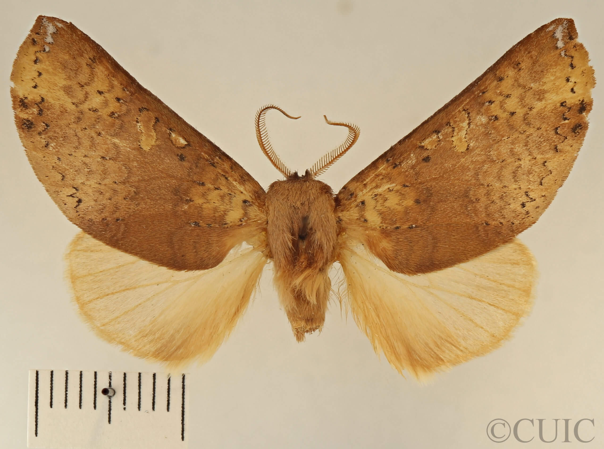 dorsal view of adult Lichya