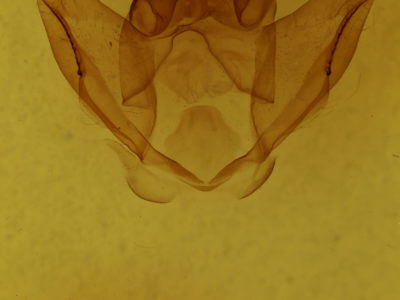 genitalia view of adult Lichya