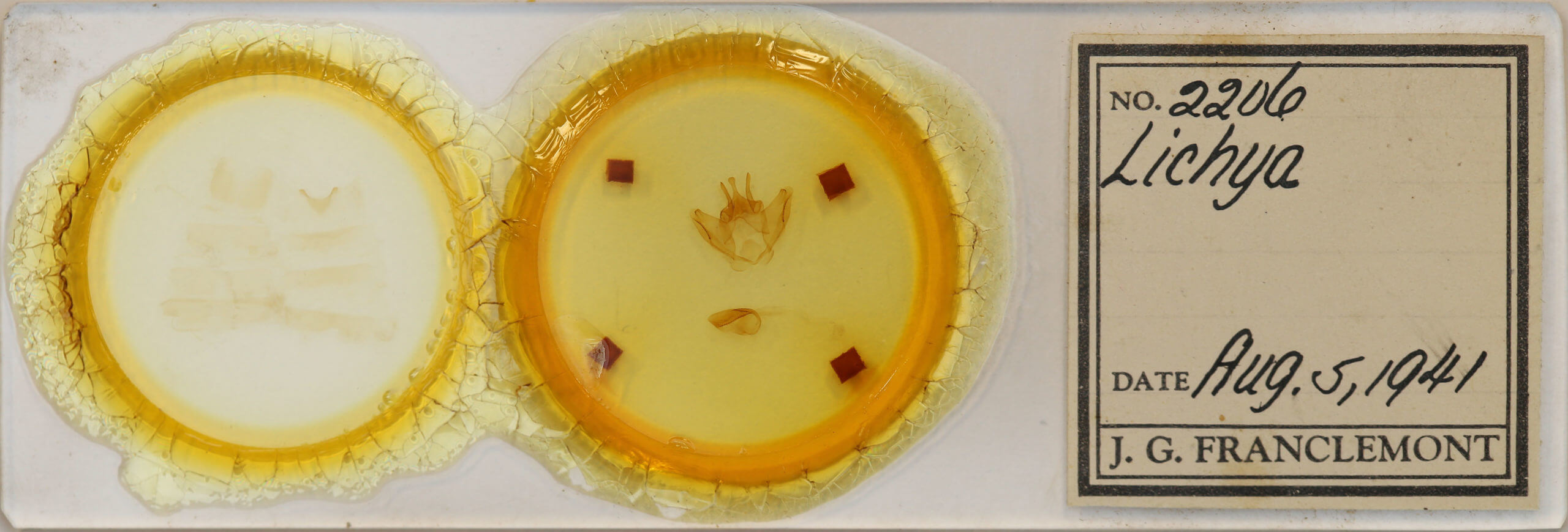 slide view of adult Lichya