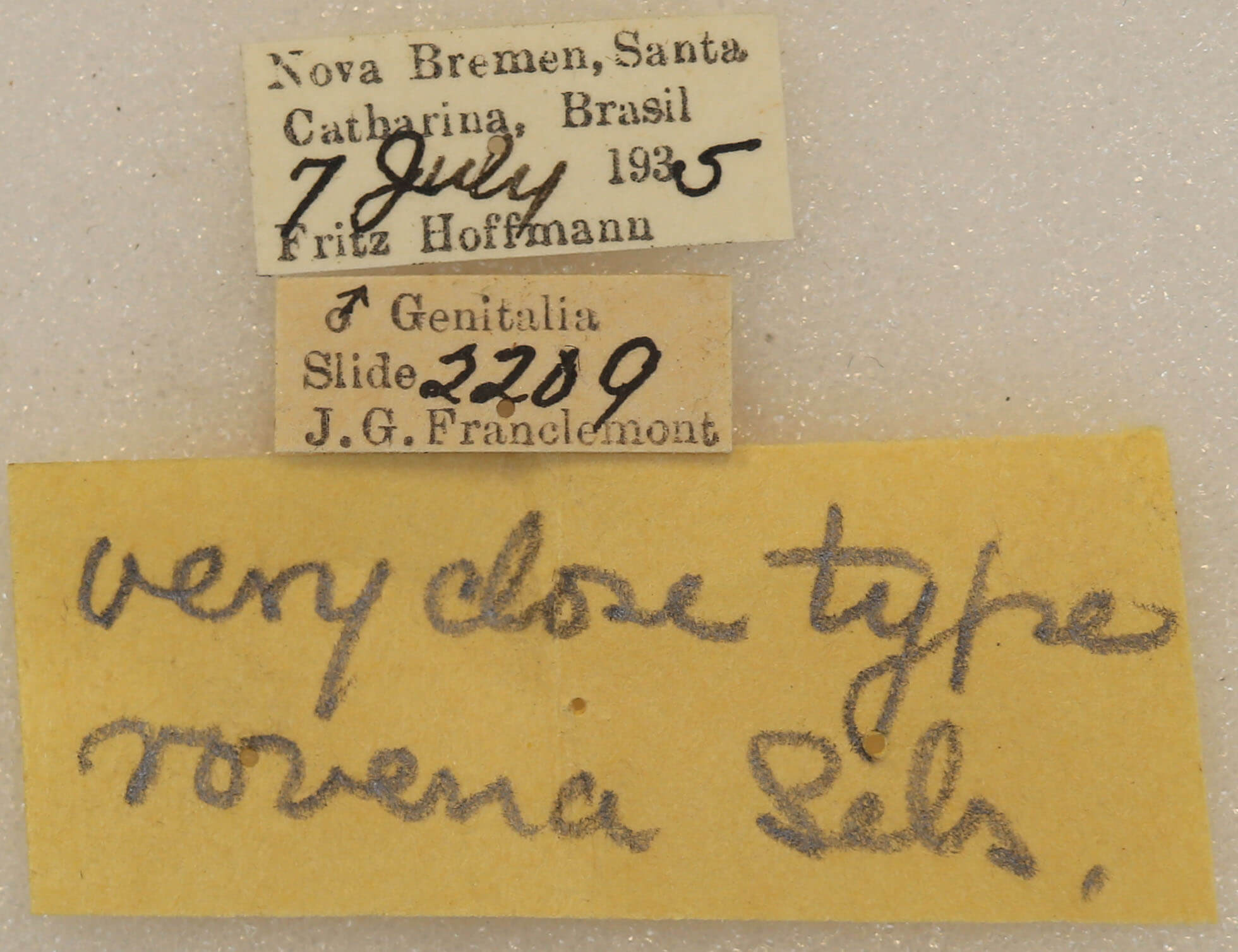 label view of adult Lichya