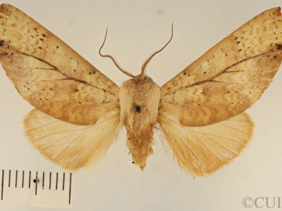 dorsal view of adult Lichya
