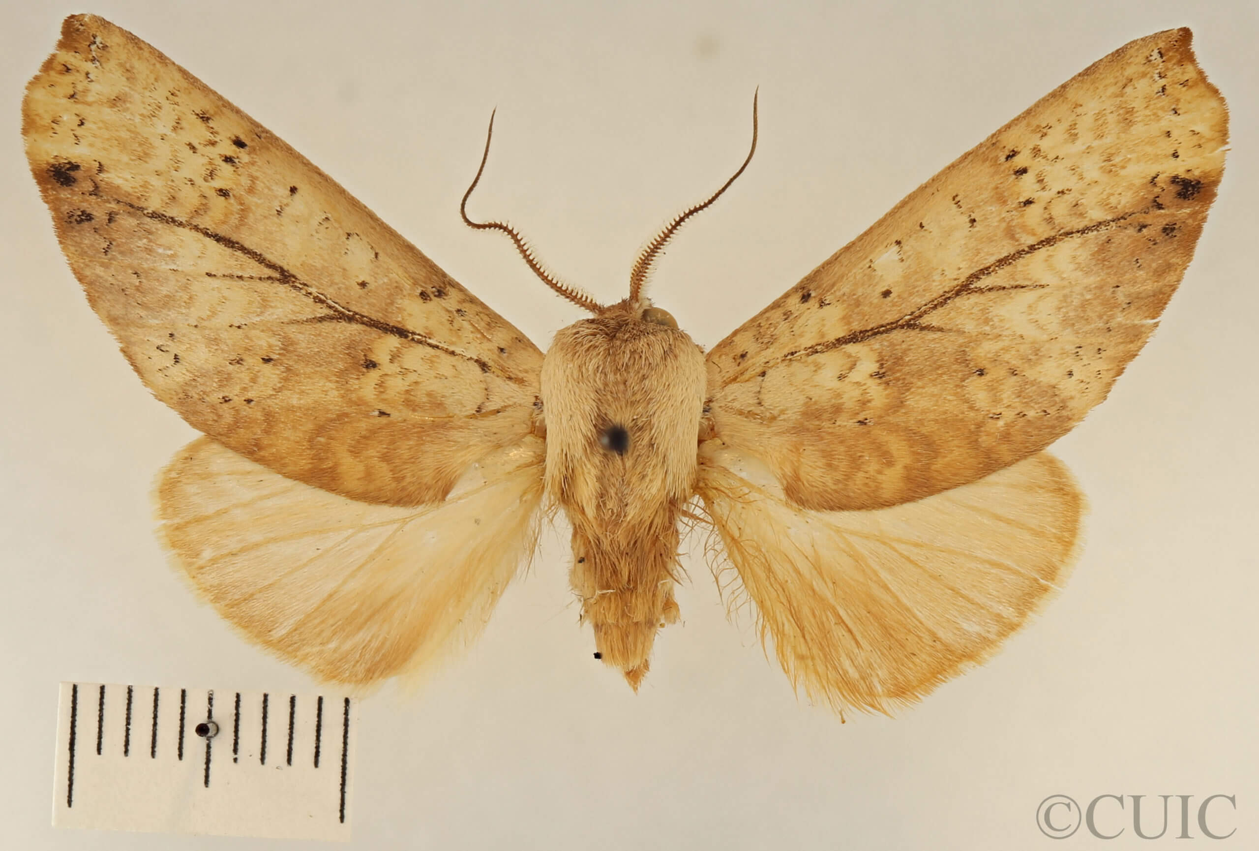 dorsal view of adult Lichya