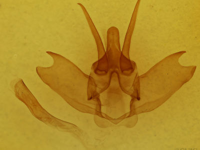 genitalia view of adult Lichya