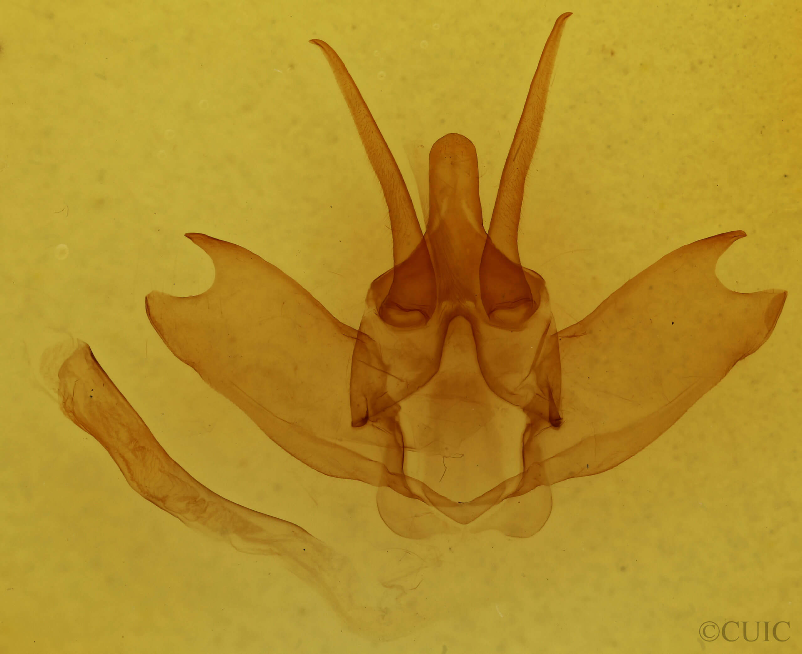 genitalia view of adult Lichya