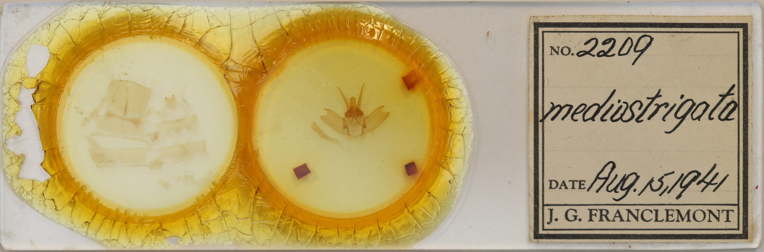 slide view of adult Lichya